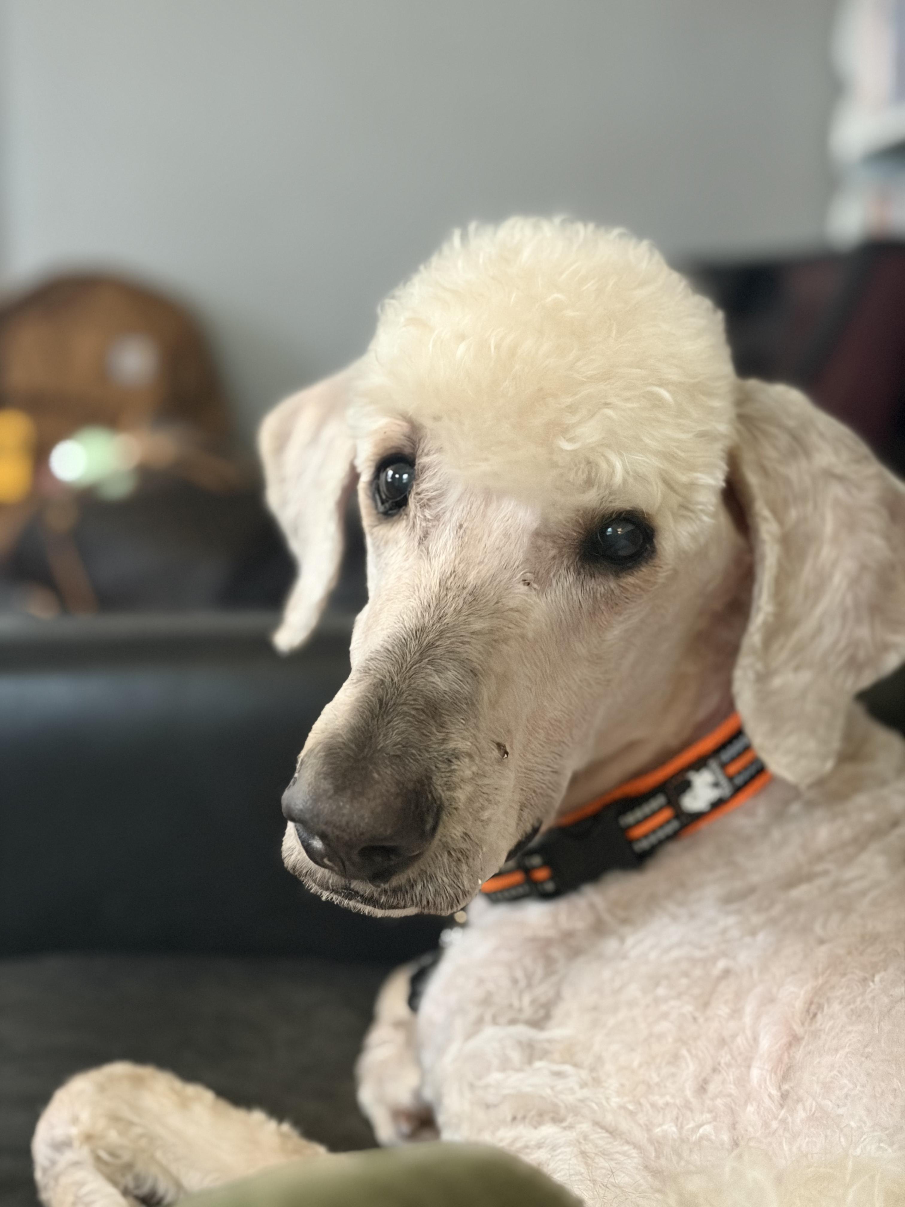 Diesel, ADOPTABLE, Adult Male Standard Poodle.