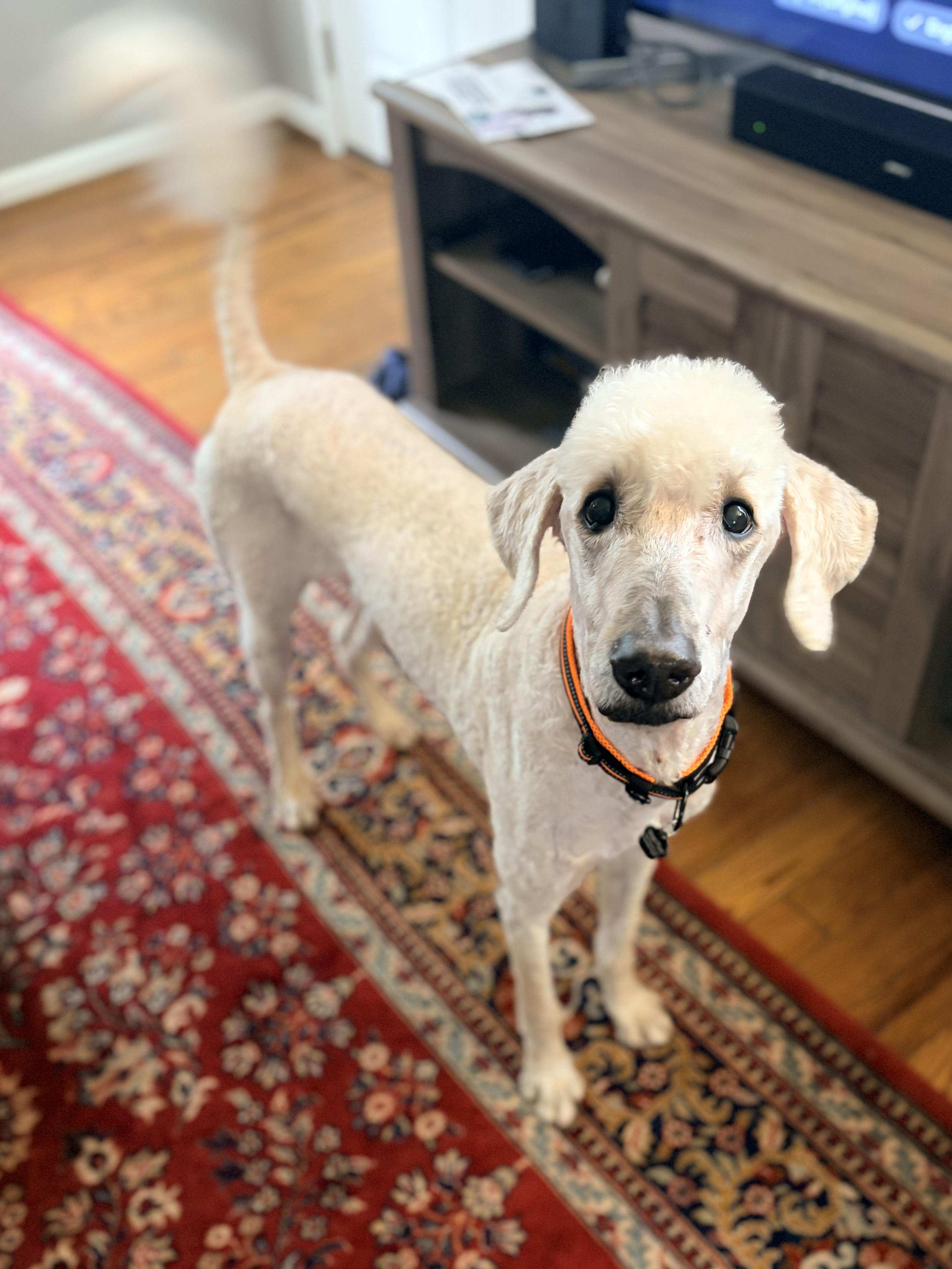 Enlarge Diesel, a ADOPTABLE mixed breed in Milford, MI image 5/5