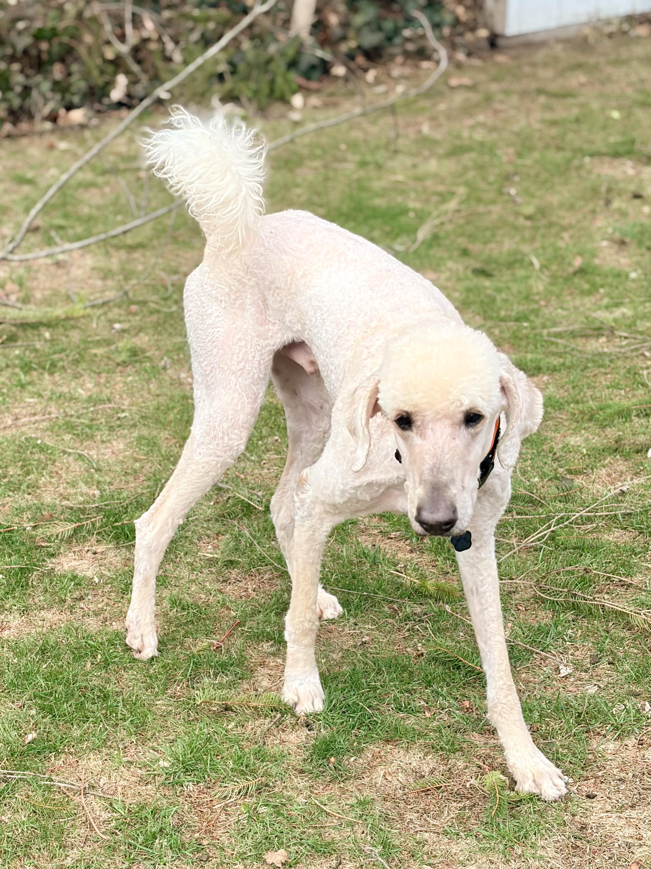 Enlarge Diesel, a ADOPTABLE mixed breed in Milford, MI image 3/5