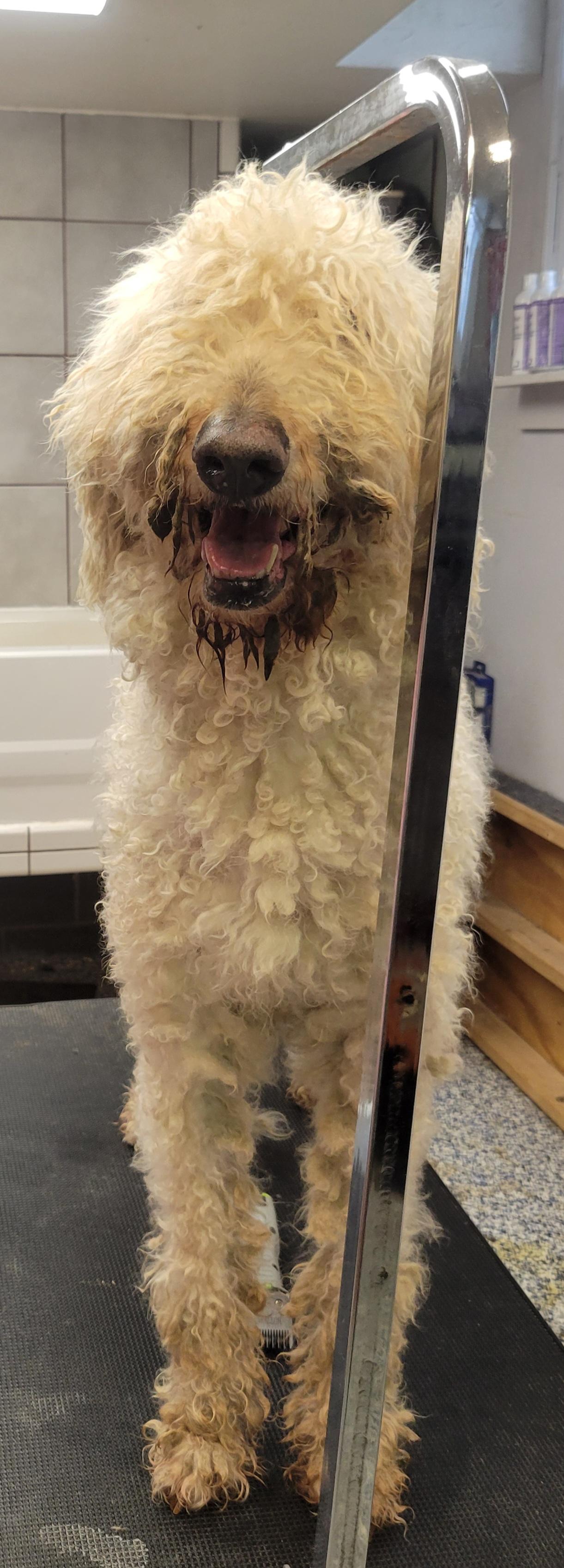 Enlarge Diesel, a ADOPTABLE mixed breed in Milford, MI image 4/5