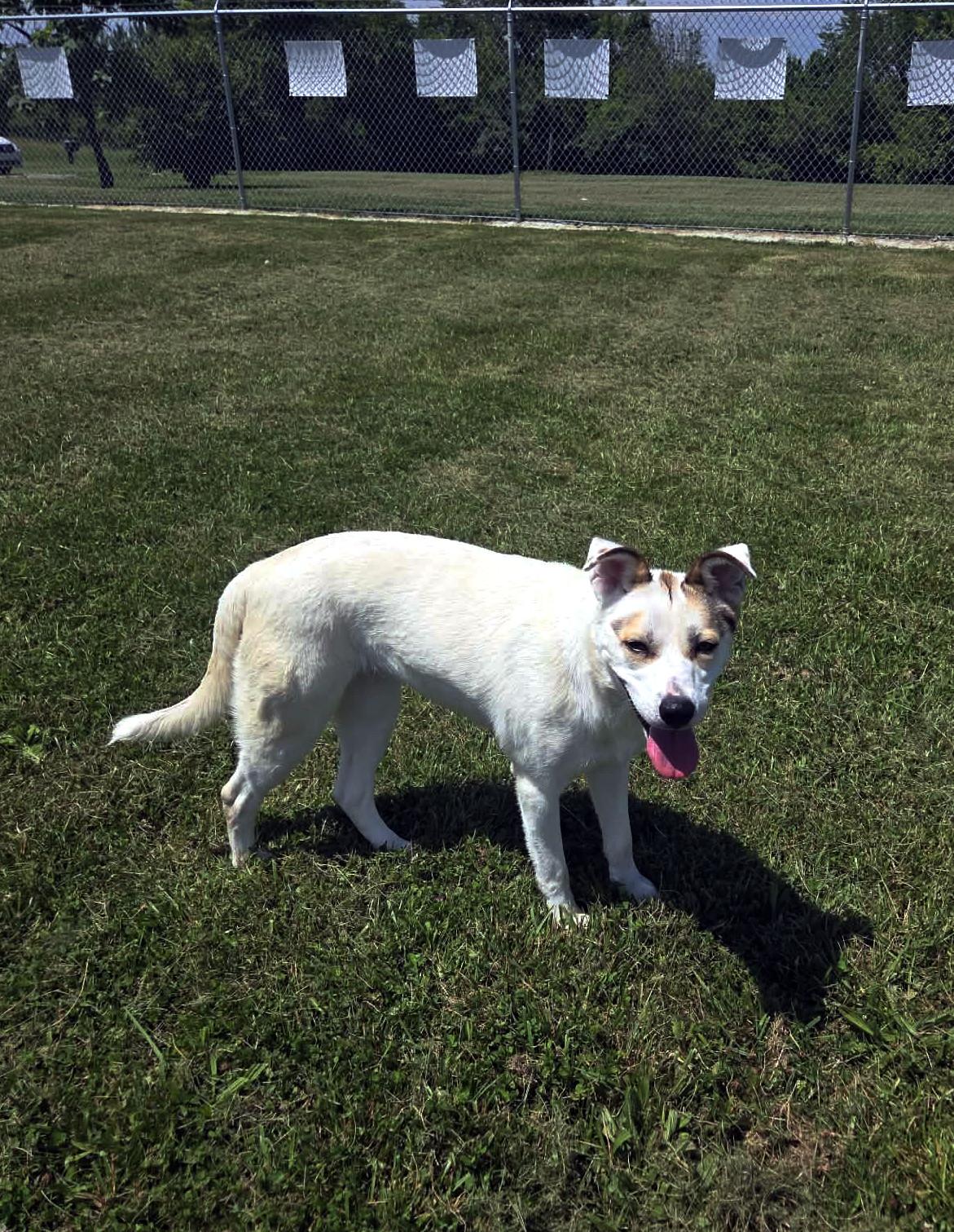 Shy, a ADOPTABLE mixed breed in Sulphur, KY image 2/6