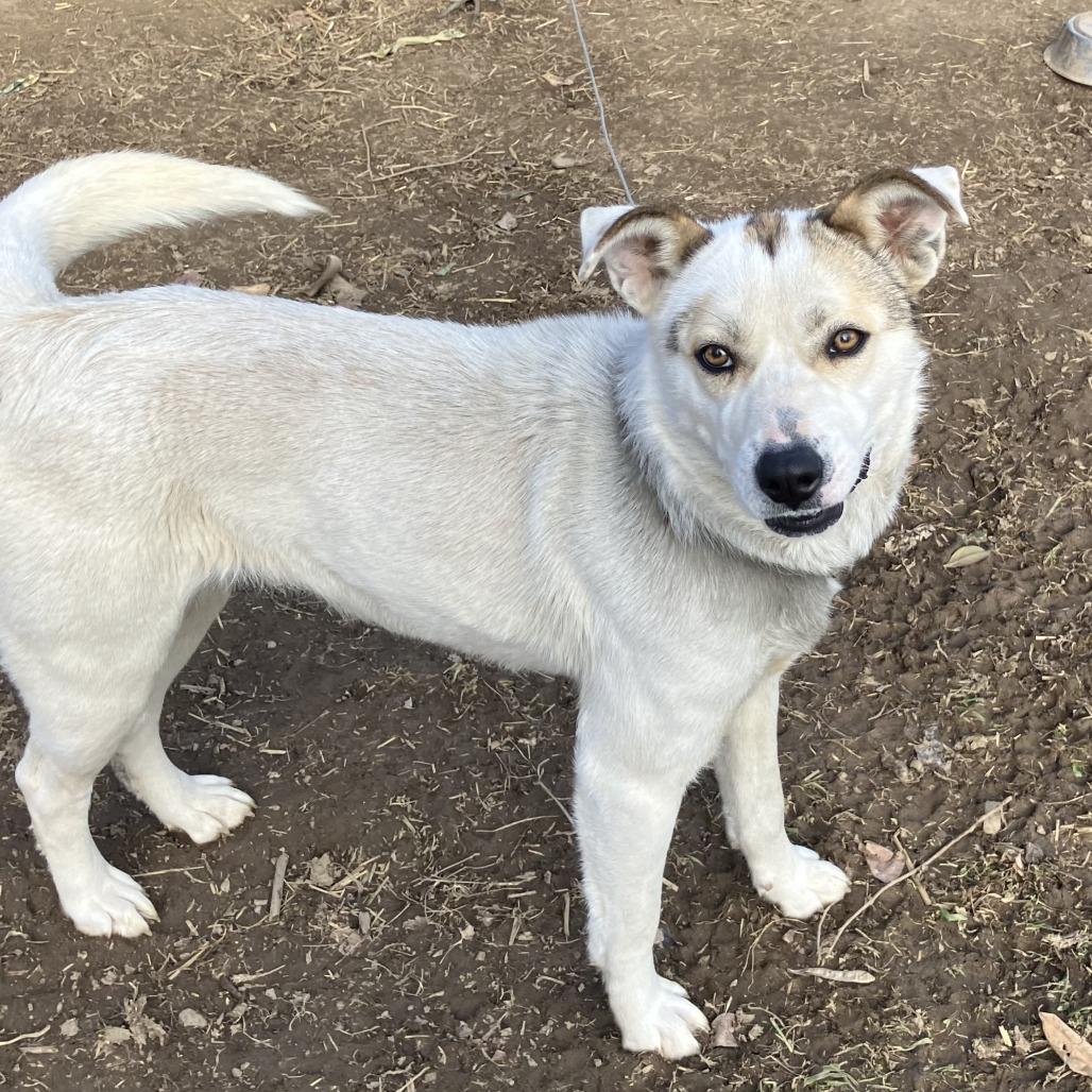 Enlarge Shy, a ADOPTABLE mixed breed in Sulphur, KY image 4/6