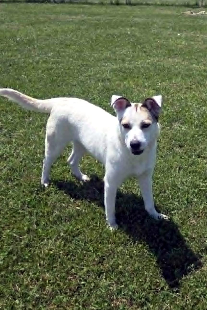 Shy, a ADOPTABLE mixed breed in Sulphur, KY image 1/6