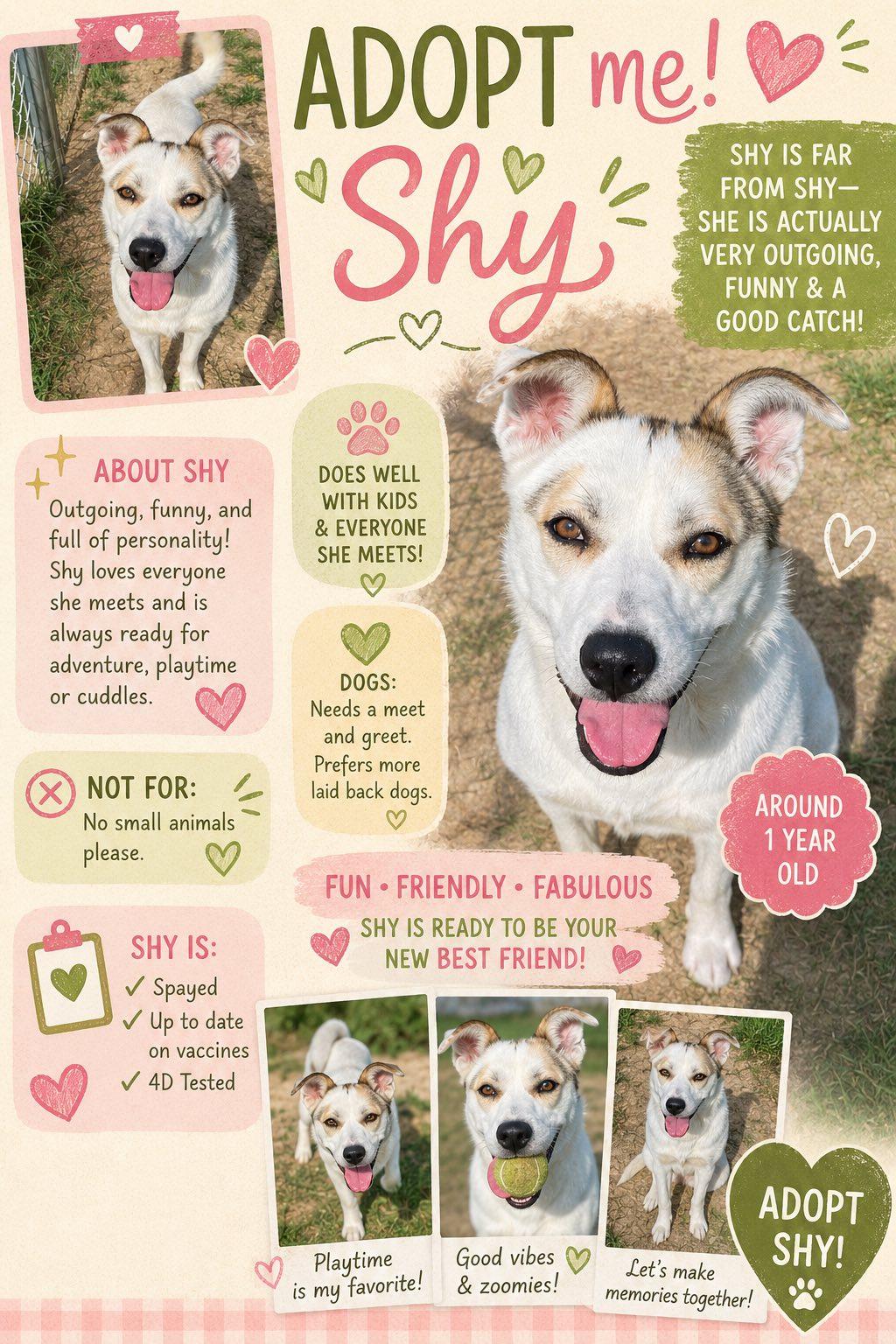 Shy, a ADOPTABLE mixed breed in Sulphur, KY image 3/6