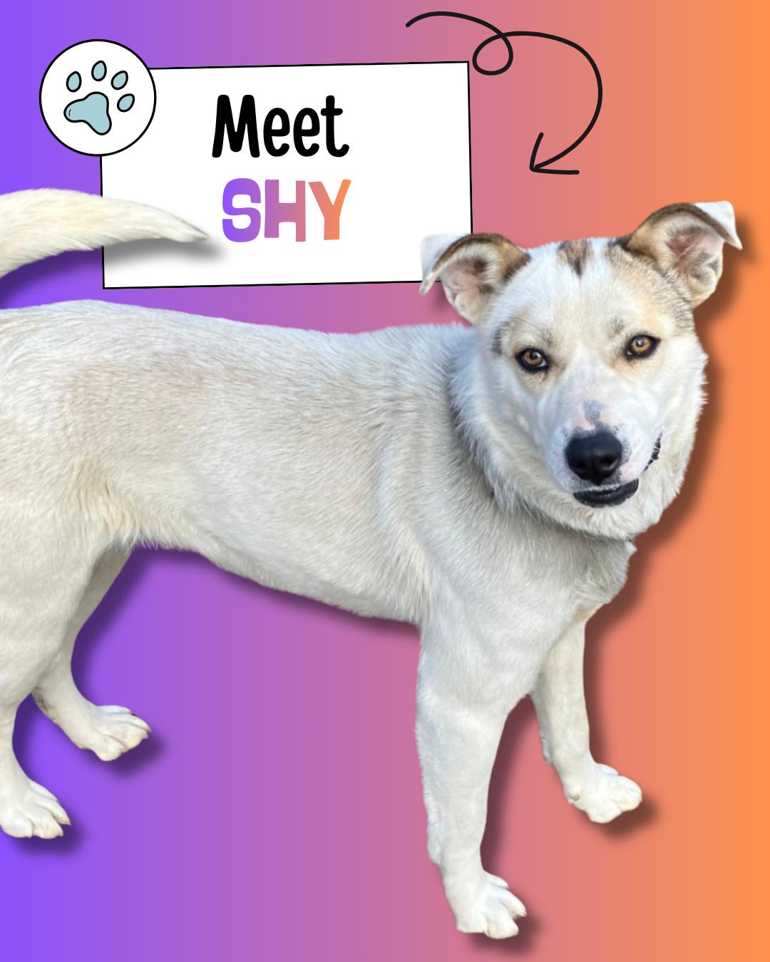 Shy, ADOPTABLE, Young Female Husky.