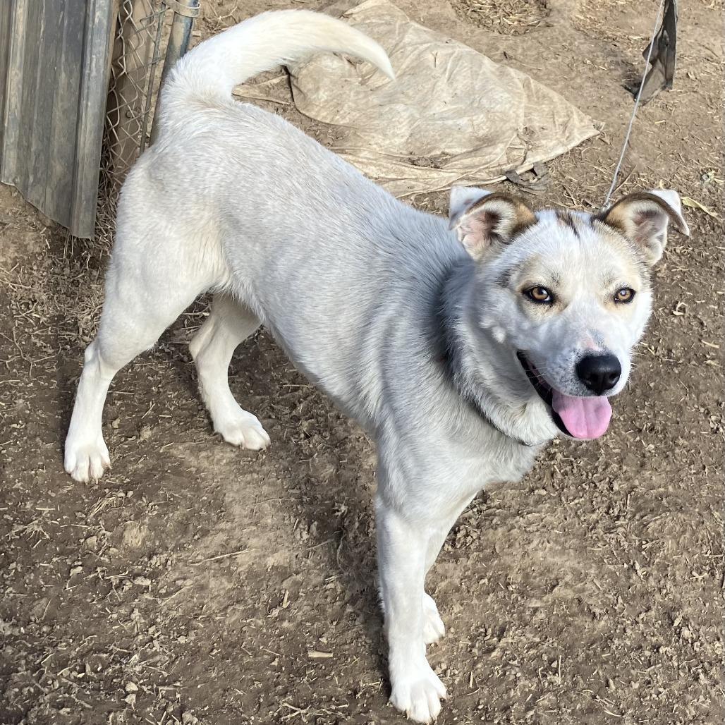 Enlarge Shy, a ADOPTABLE mixed breed in Sulphur, KY image 3/6