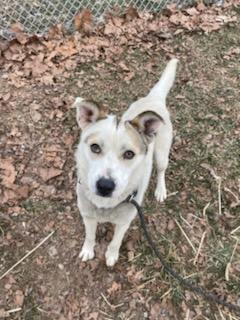 Enlarge Shy, a ADOPTABLE mixed breed in Sulphur, KY image 2/6