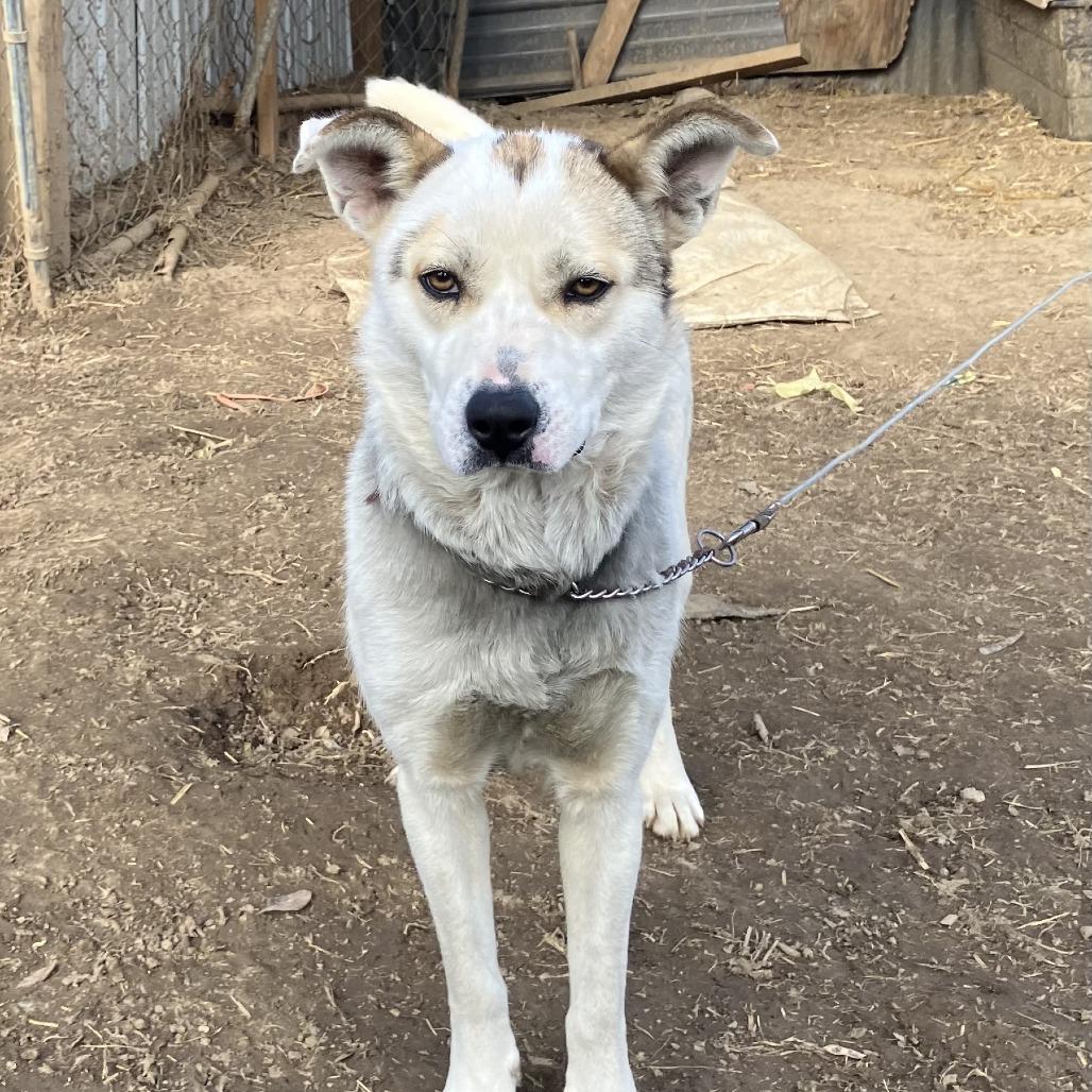 Enlarge Shy, a ADOPTABLE mixed breed in Sulphur, KY image 6/6