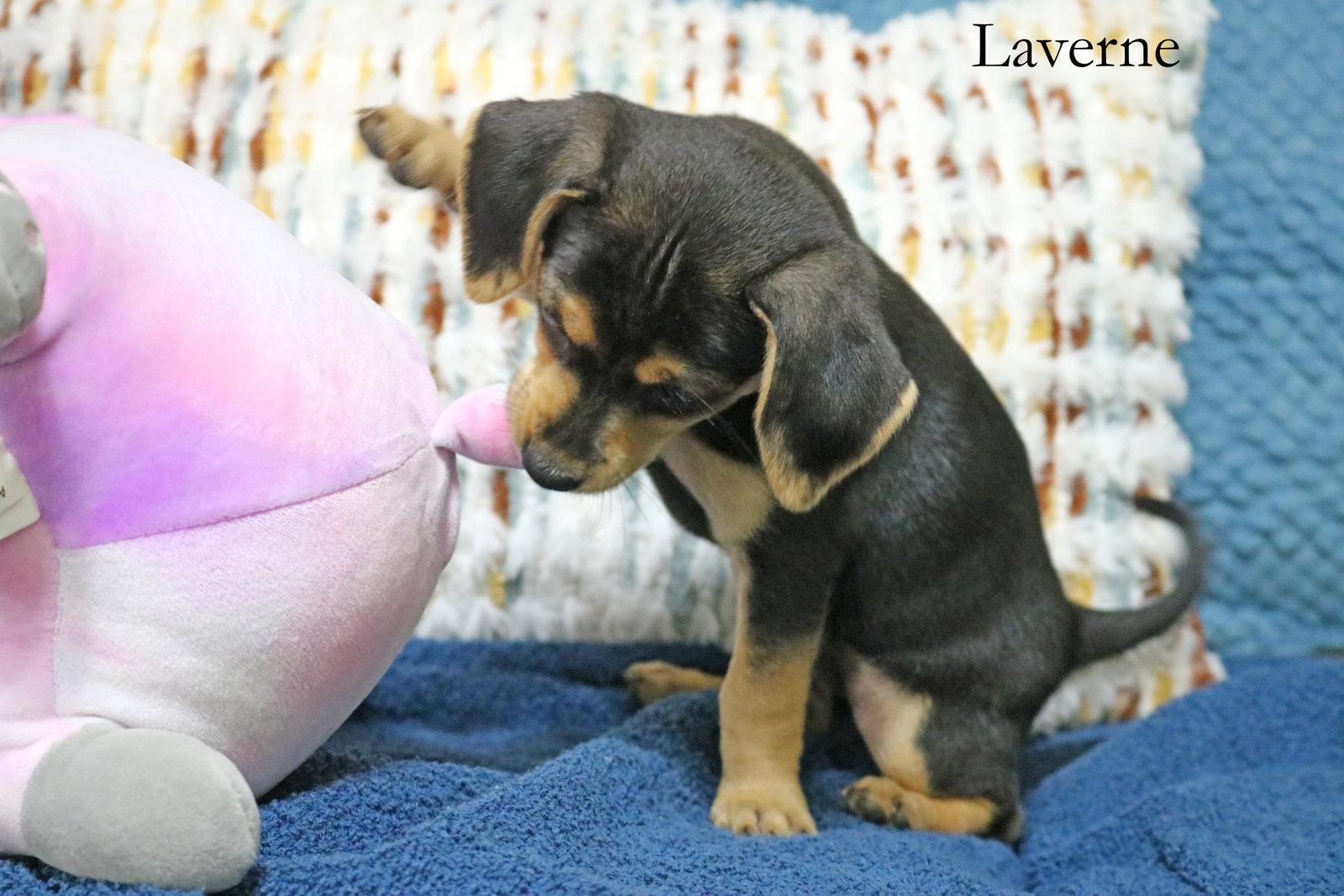 Laverne Shotz, Adopted, Puppy Female Chihuahua & Dachshund.