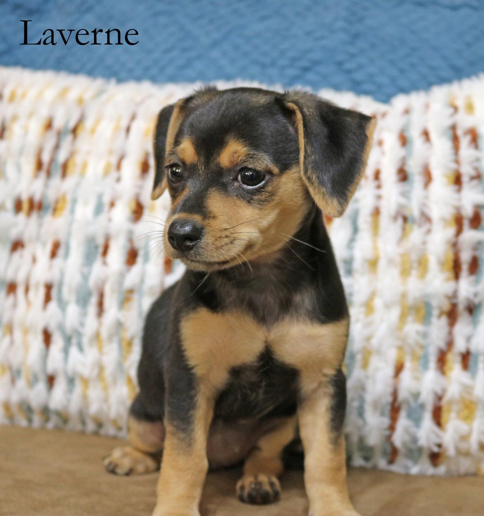 Laverne Shotz, a Adopted mixed breed in Wakefield, RI image 2/3