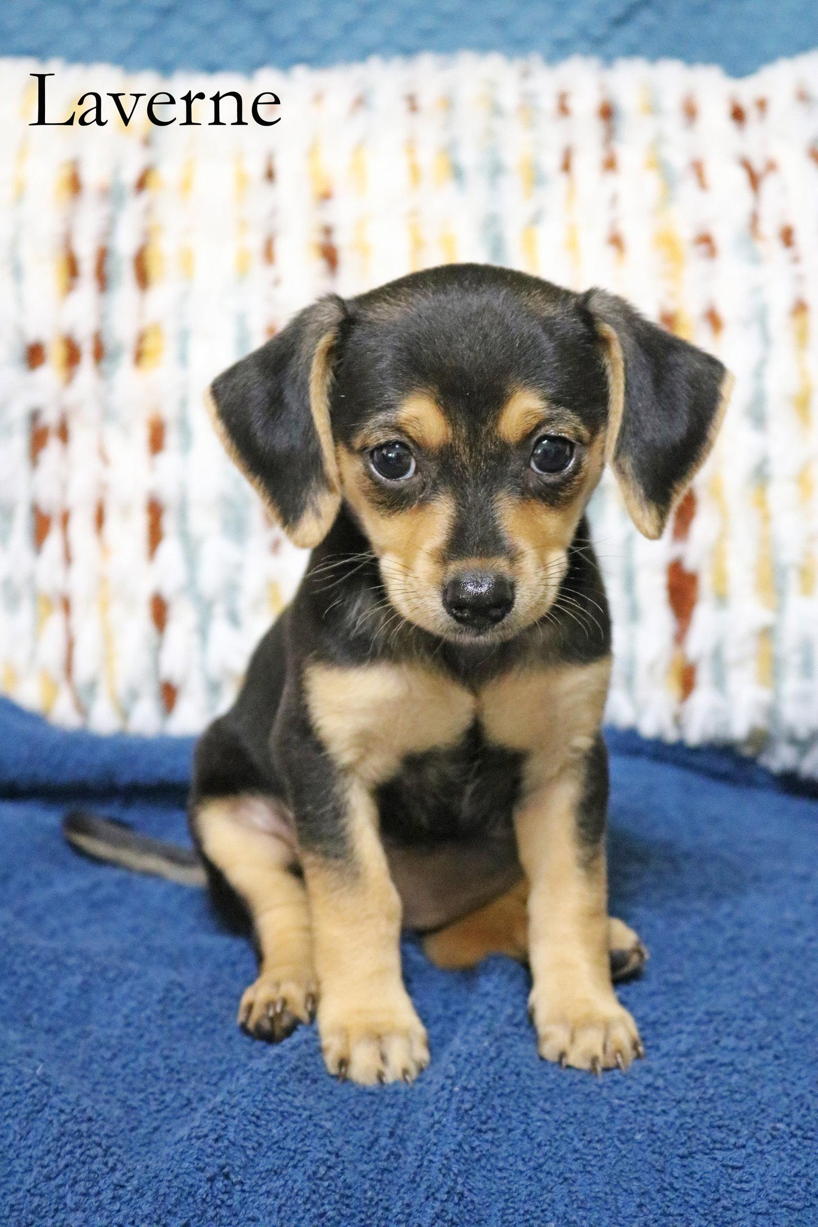 Laverne Shotz, a Adopted mixed breed in Wakefield, RI image 3/3