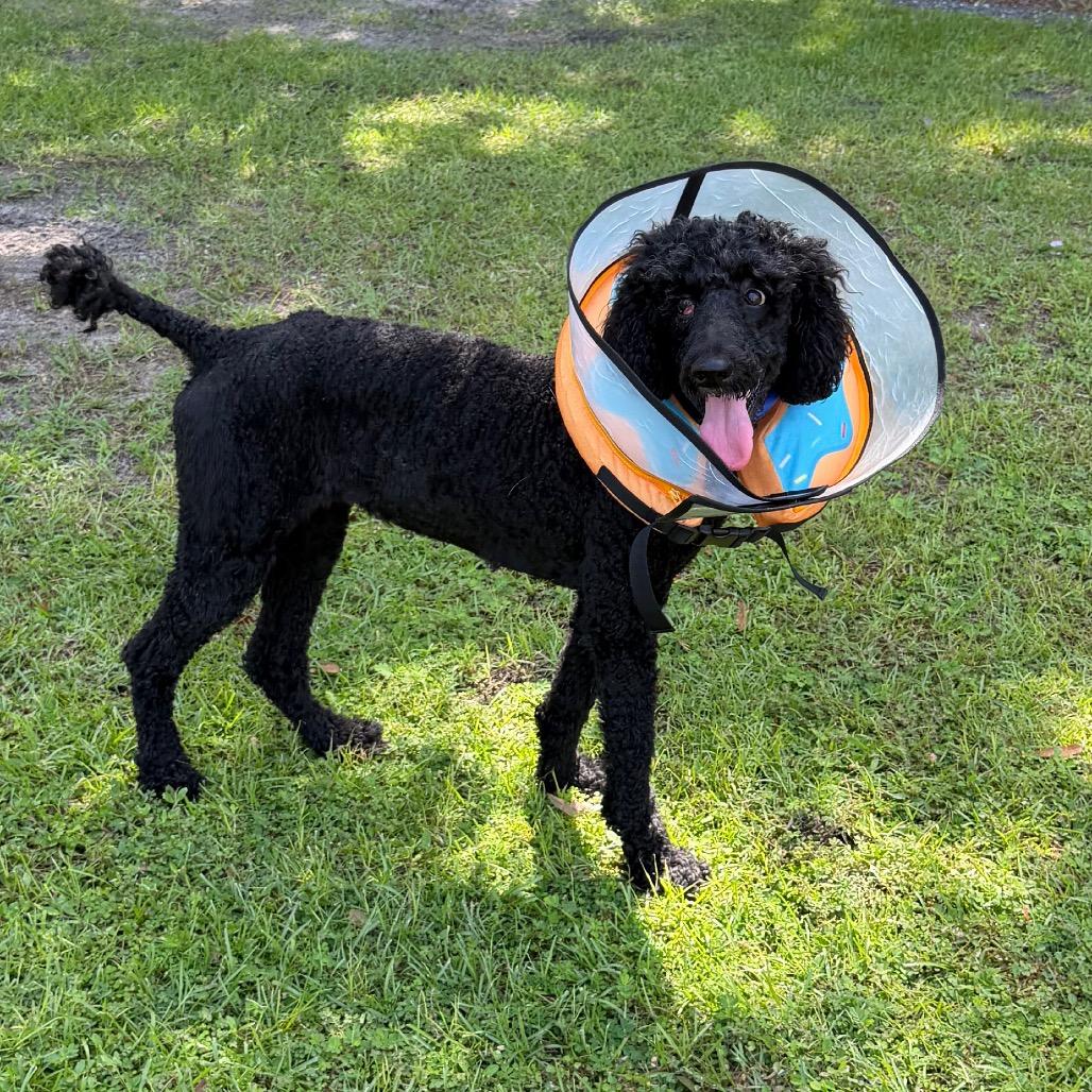 FAITH, Adoptable, Adult Female Standard Poodle.