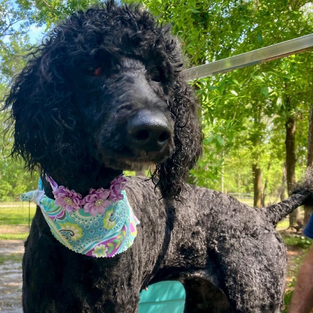 FAITH, a Adoptable Standard Poodle in Wellington, FL image 2/2