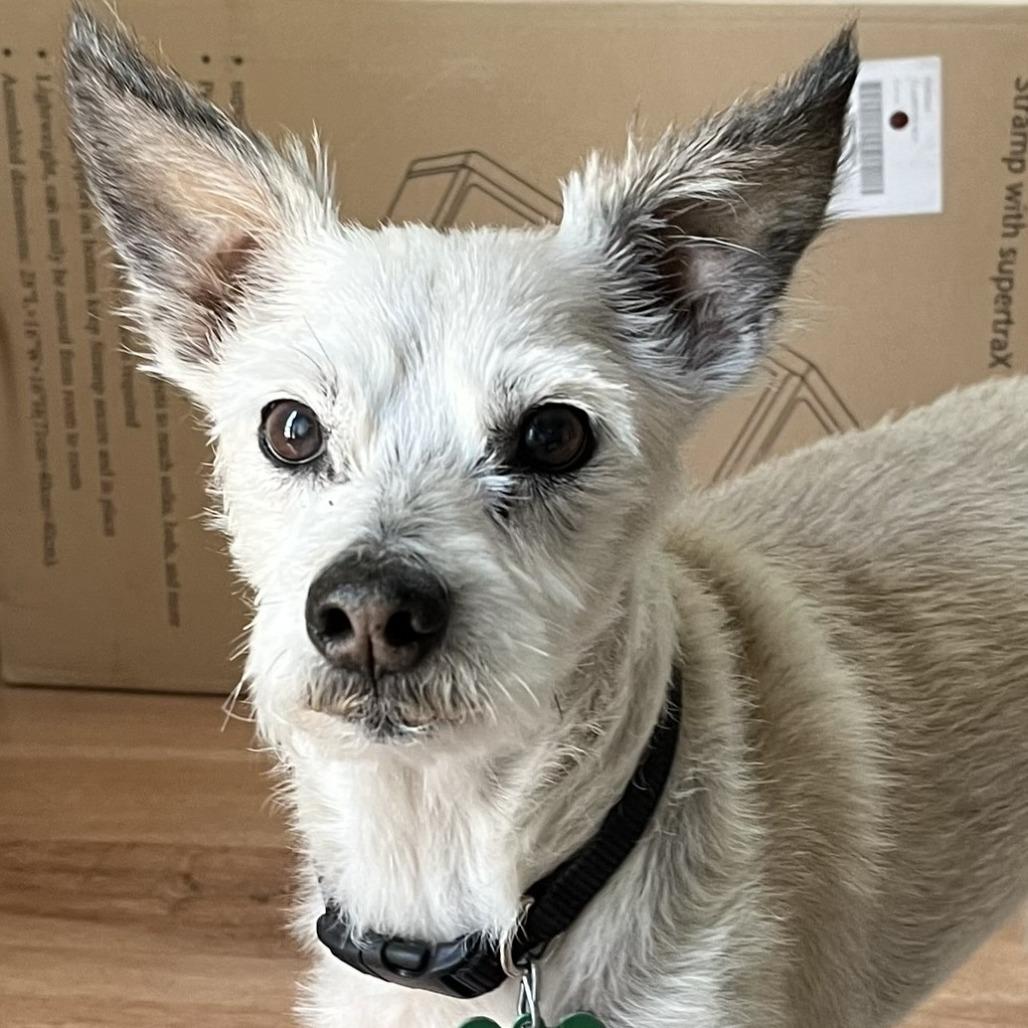 Benji, a Adoptable mixed breed in Wimberley, TX image 1/6