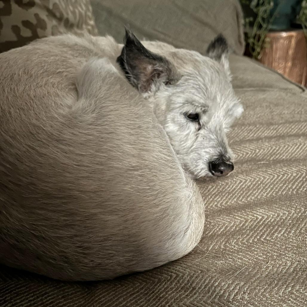 Benji, a Adoptable mixed breed in Wimberley, TX image 2/6