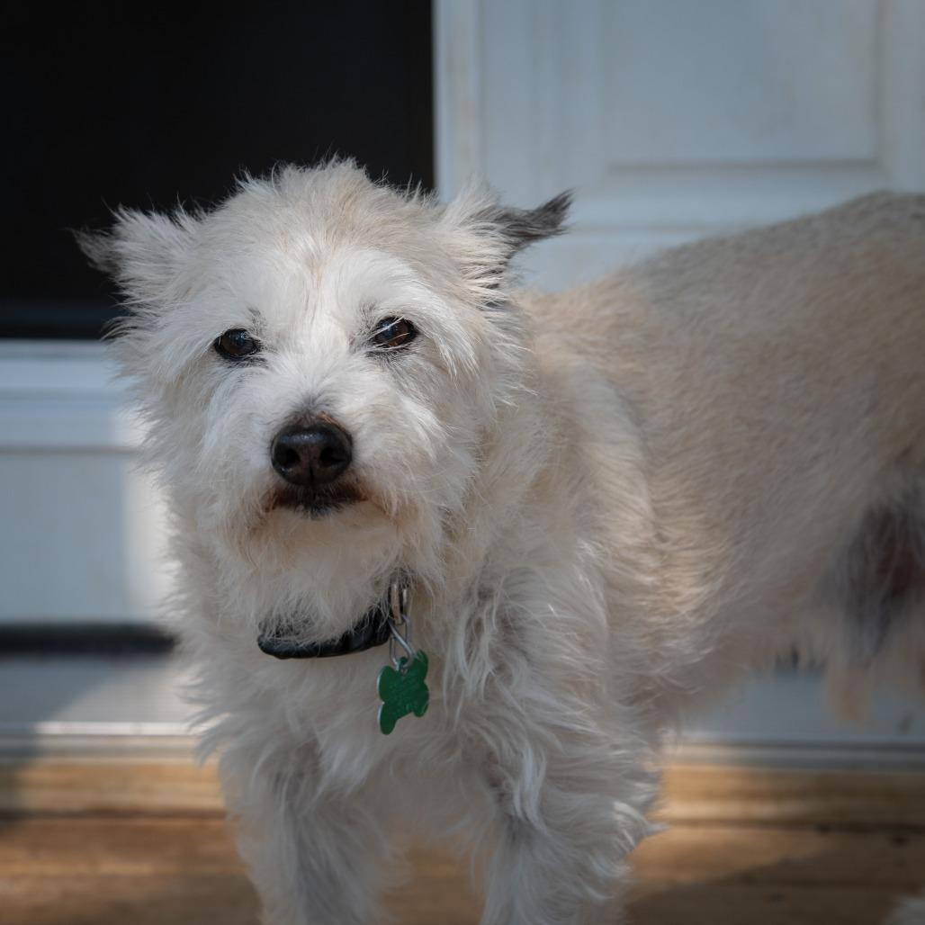 Benji, a Adoptable mixed breed in Wimberley, TX image 3/6