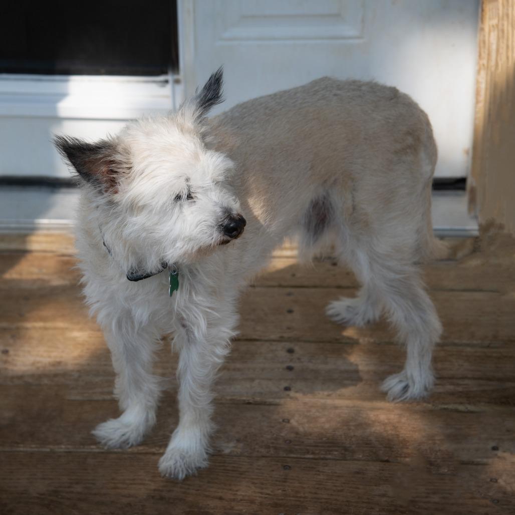 Benji, a Adoptable mixed breed in Wimberley, TX image 4/6