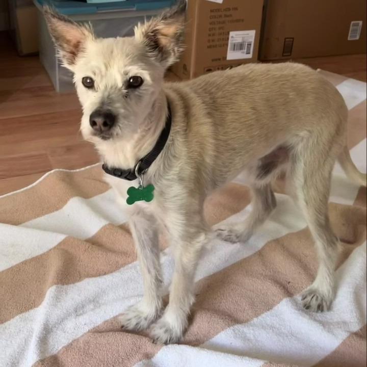 Benji, a Adoptable mixed breed in Wimberley, TX image 5/6