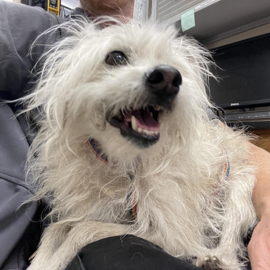 Benji, a Adoptable mixed breed in Wimberley, TX image 6/6