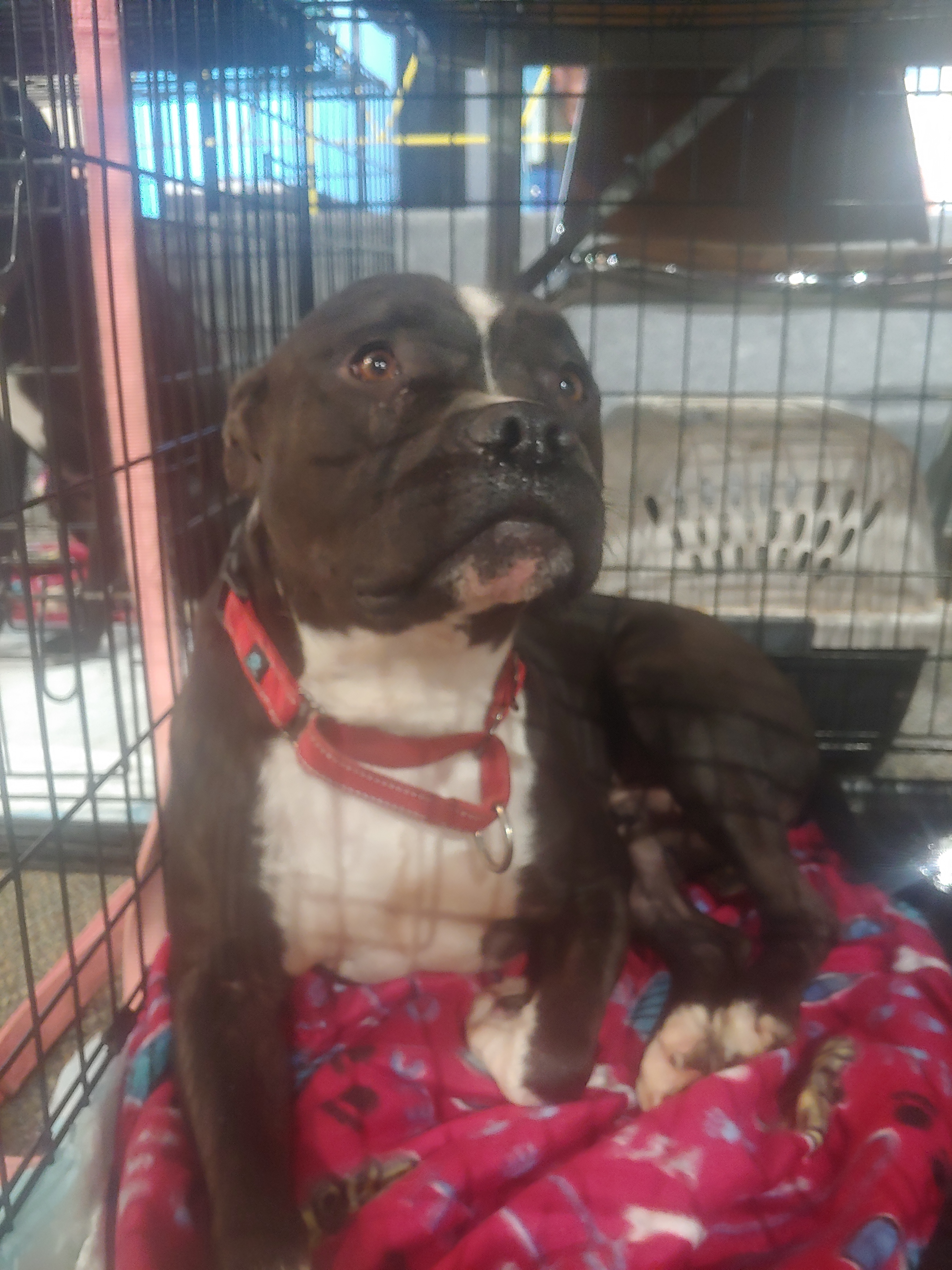 Phoenix/Phil, a Adoptable Pit Bull Terrier in Lubbock, TX image 1/14