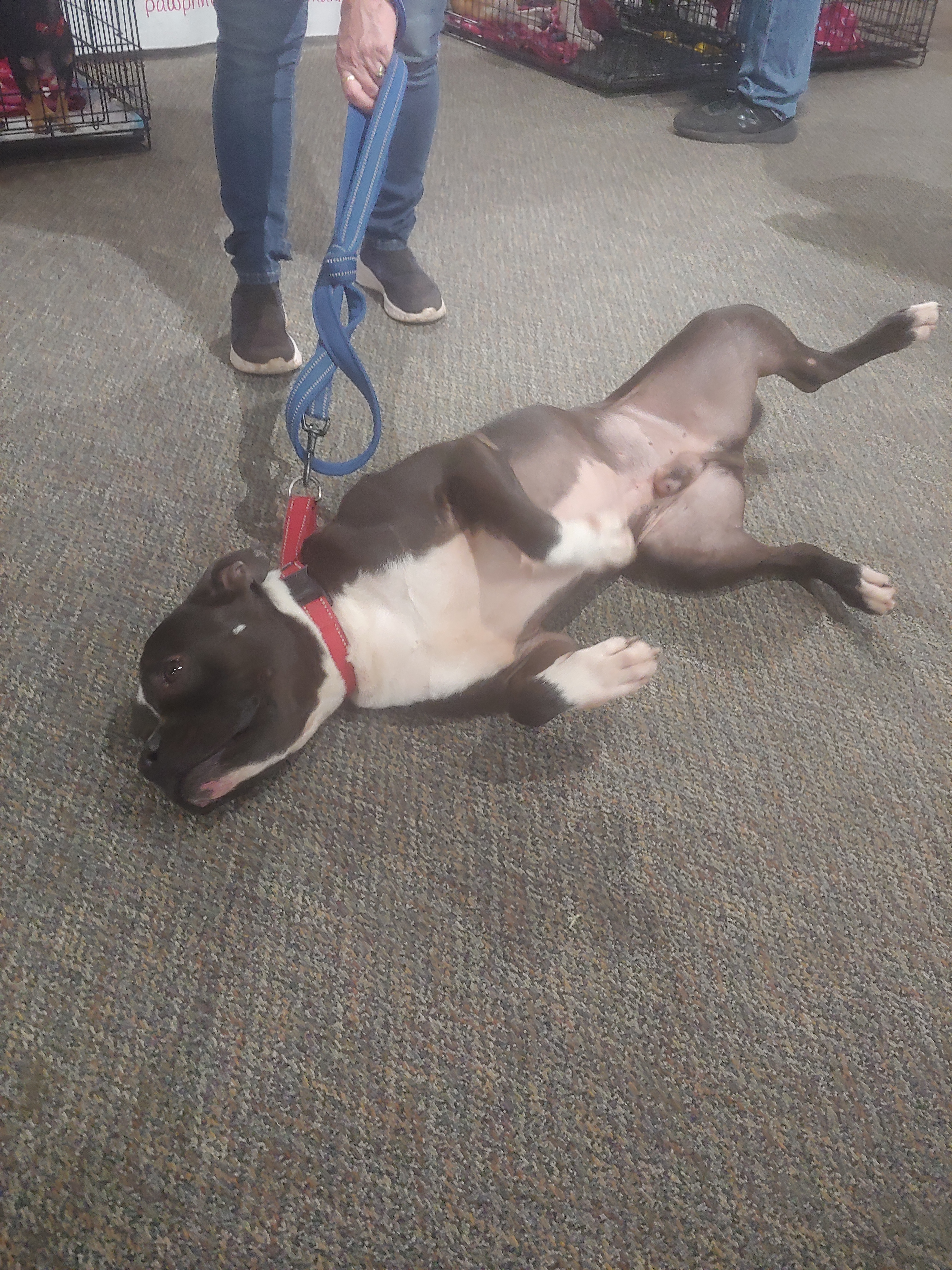 Phoenix/Phil, a Adoptable Pit Bull Terrier in Lubbock, TX image 2/14