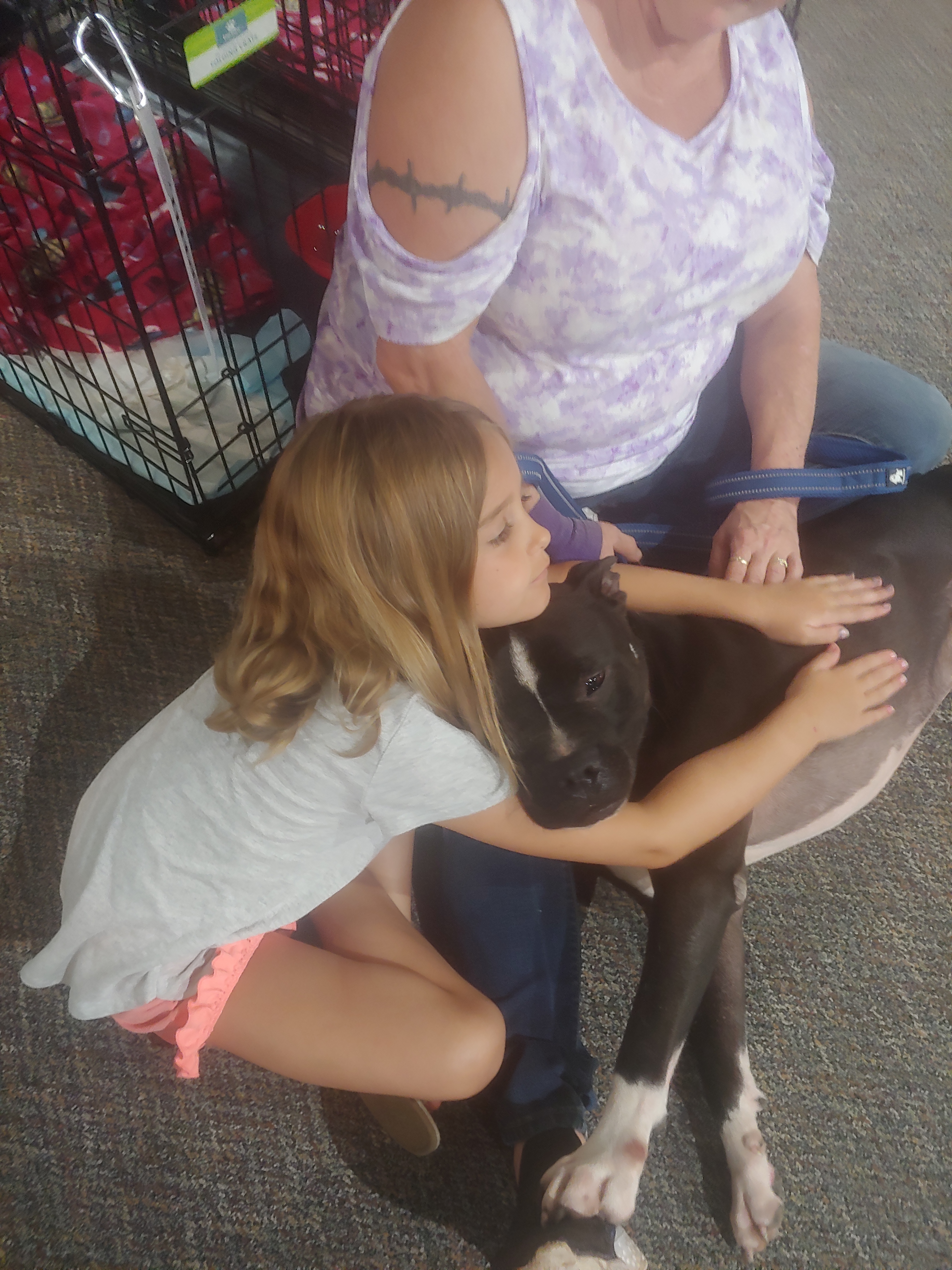 Phoenix/Phil, Adoptable, Adult Male Pit Bull Terrier.