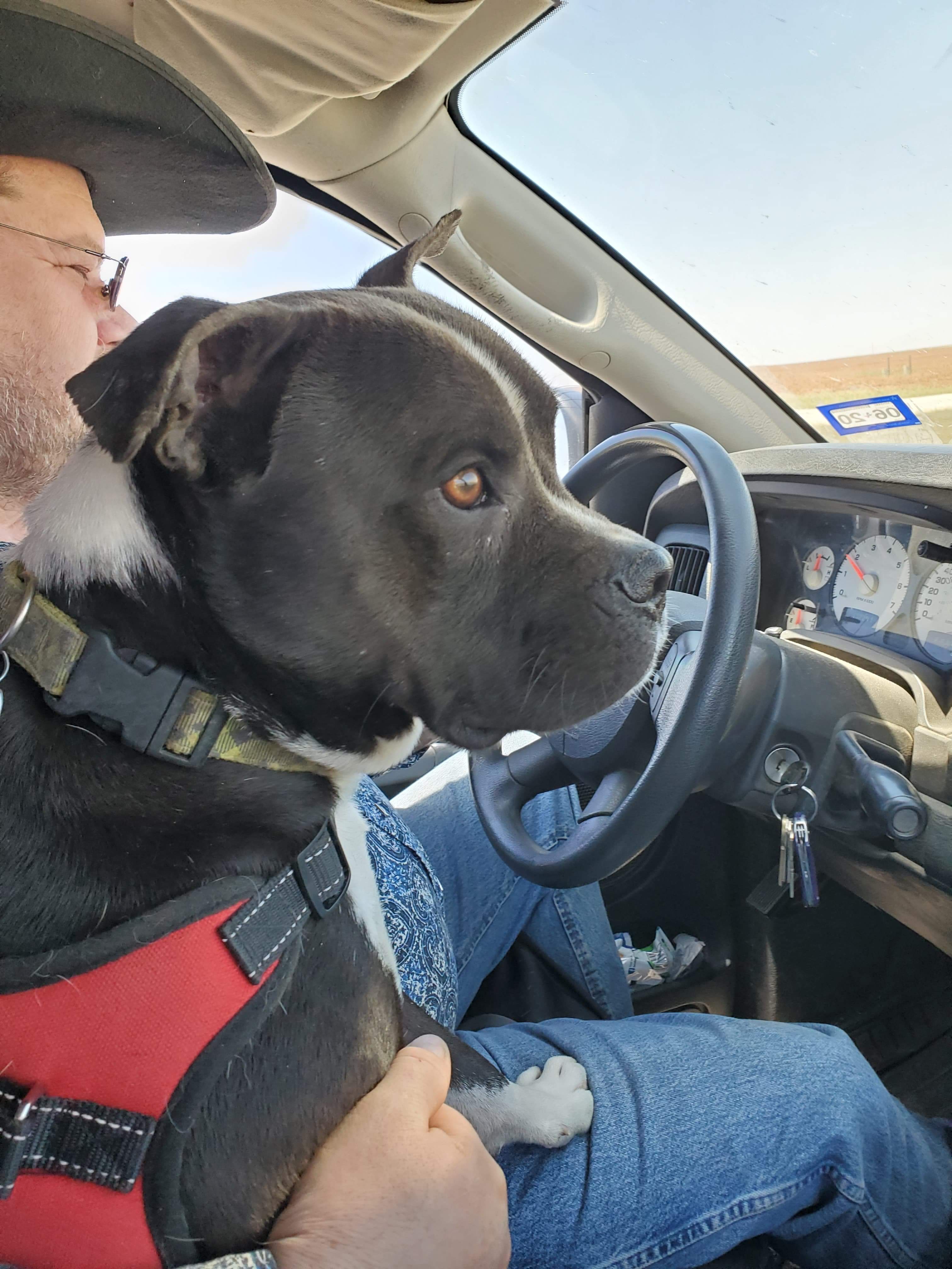 Phoenix/Phil, a Adoptable Pit Bull Terrier in Lubbock, TX image 4/14