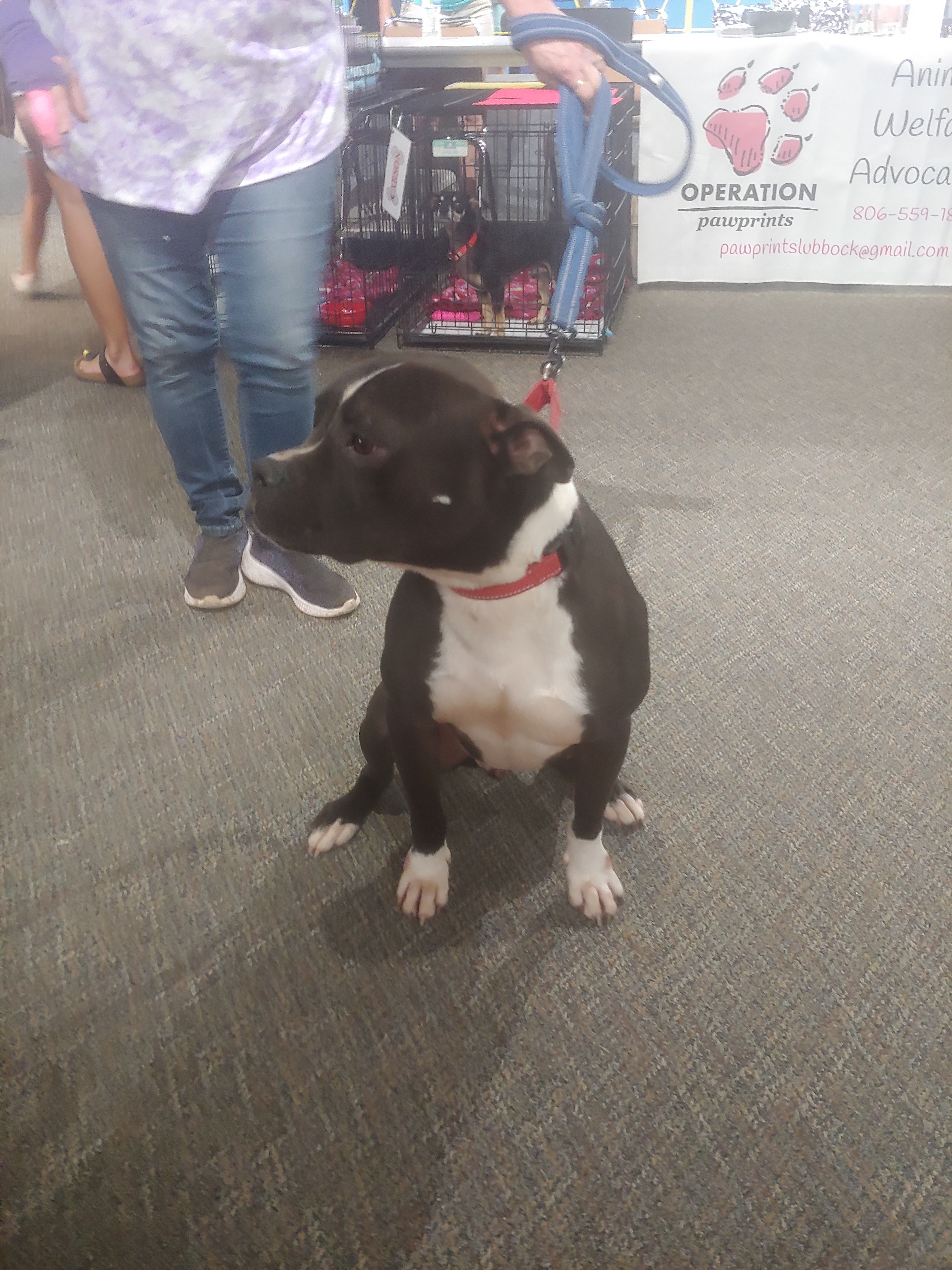 Phoenix/Phil, a Adoptable Pit Bull Terrier in Lubbock, TX image 5/14