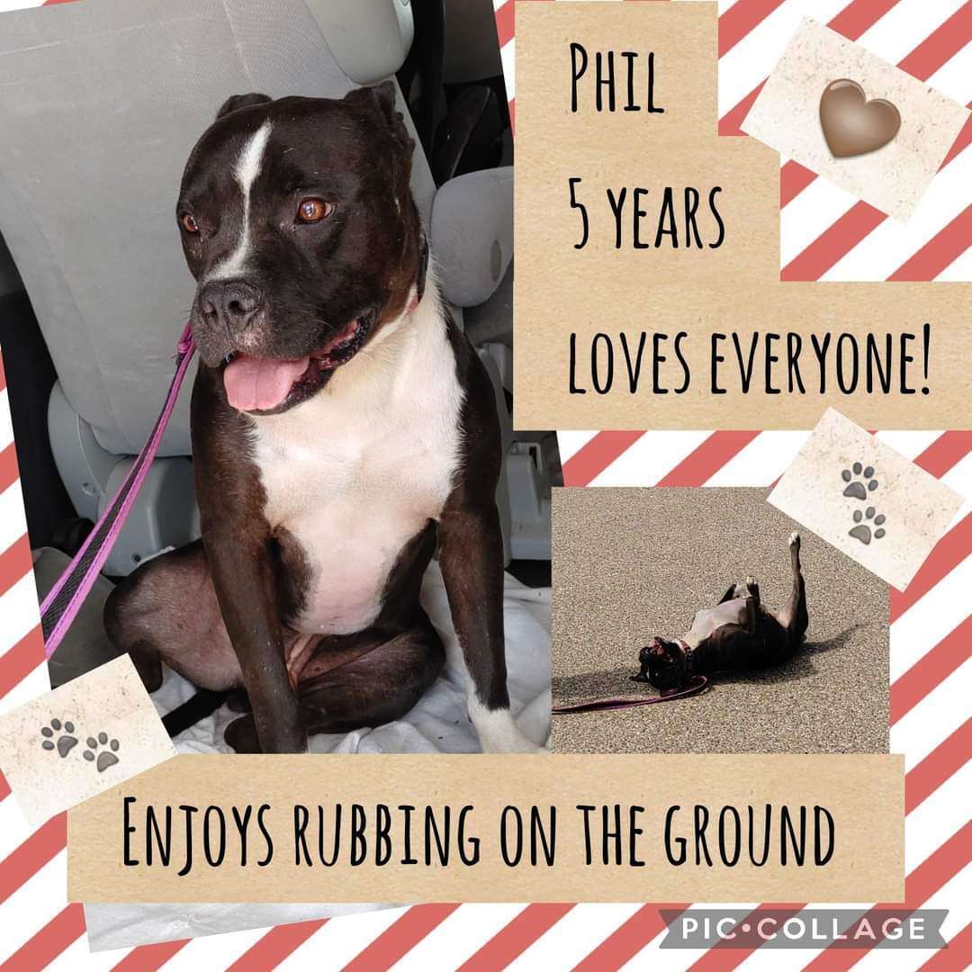 Phoenix/Phil, a Adoptable Pit Bull Terrier in Lubbock, TX image 6/14
