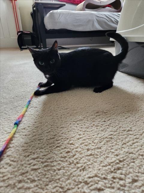 ROMA, Adoptable, Young Female Domestic Short Hair.