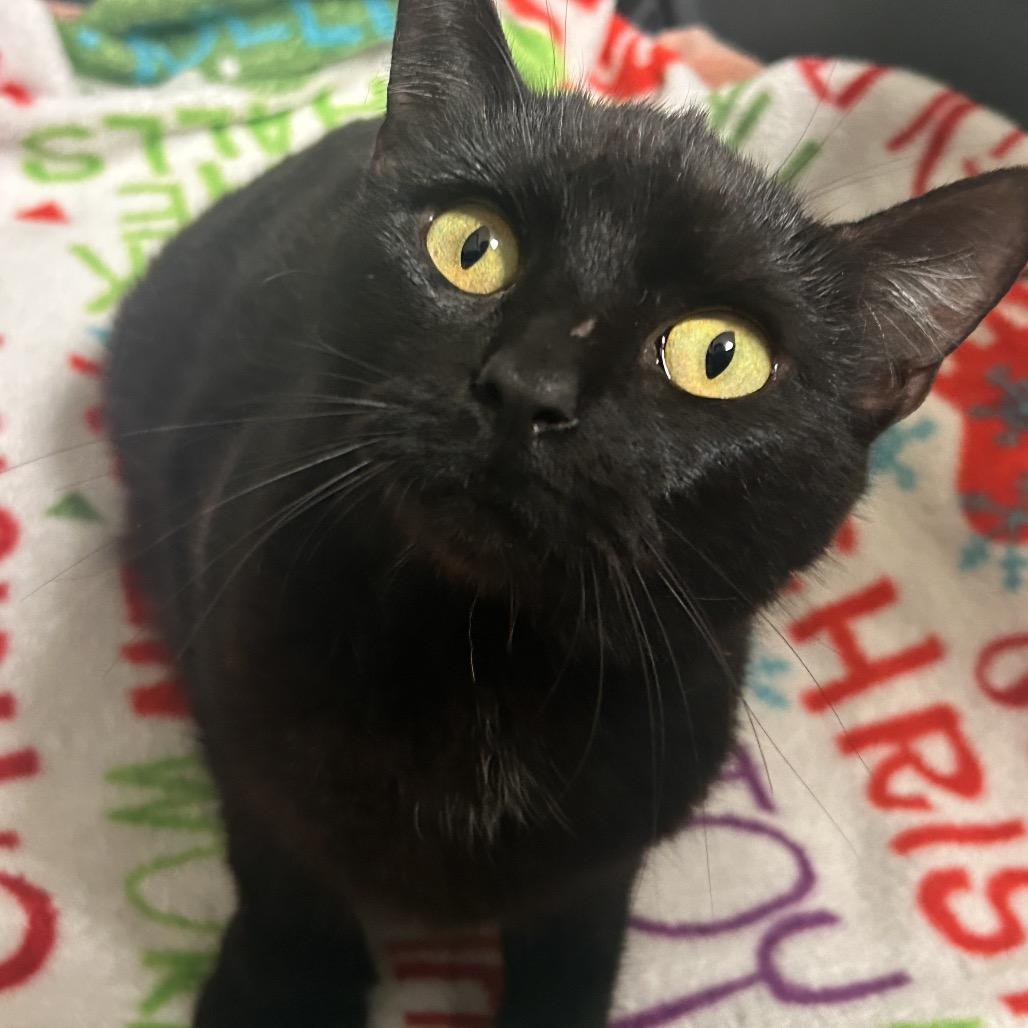 Basmati, Adoptable, Young Female Domestic Short Hair.