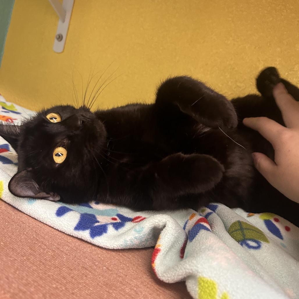 Enlarge Basmati, a Adoptable Domestic Short Hair in Fresno, CA image 2/5