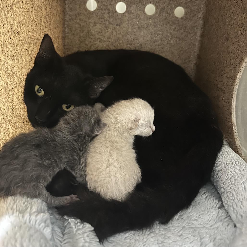 Enlarge Basmati, a Adoptable Domestic Short Hair in Fresno, CA image 3/5