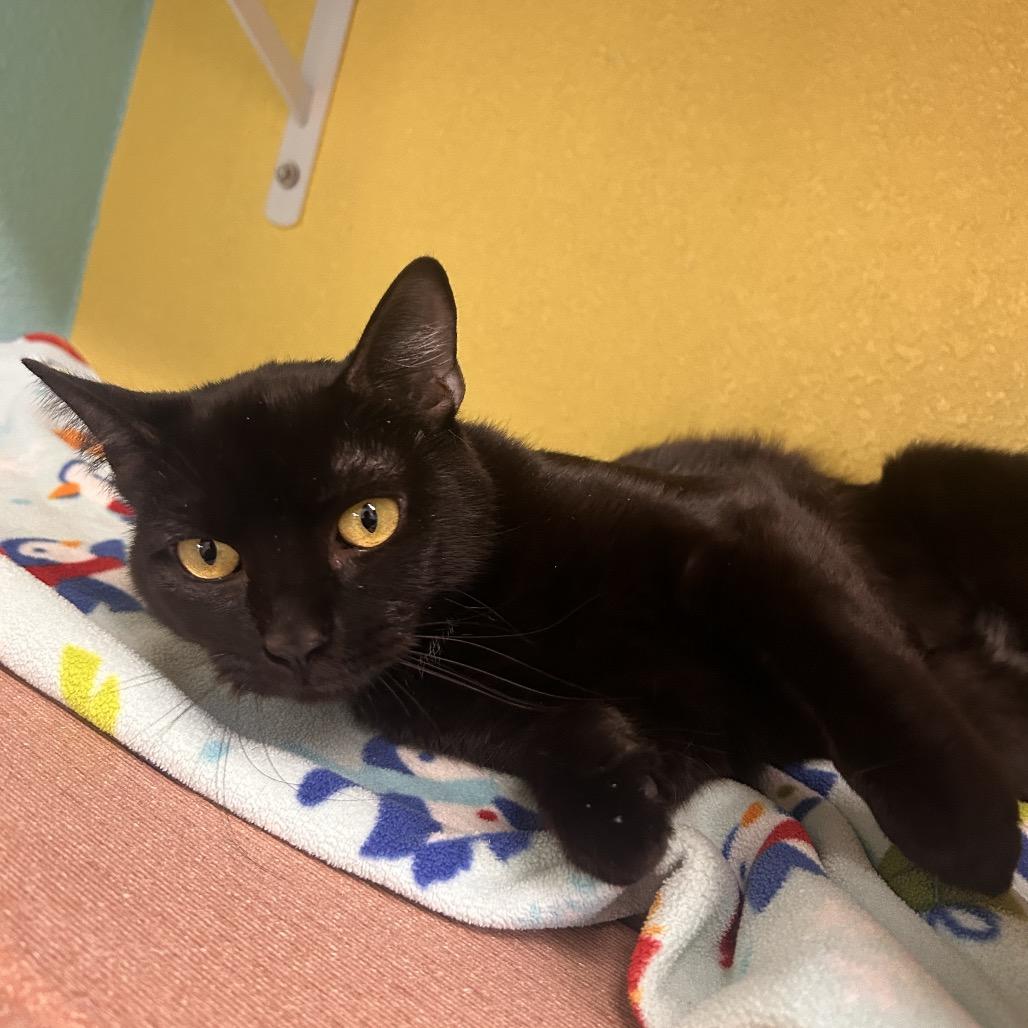 Enlarge Basmati, a Adoptable Domestic Short Hair in Fresno, CA image 4/5