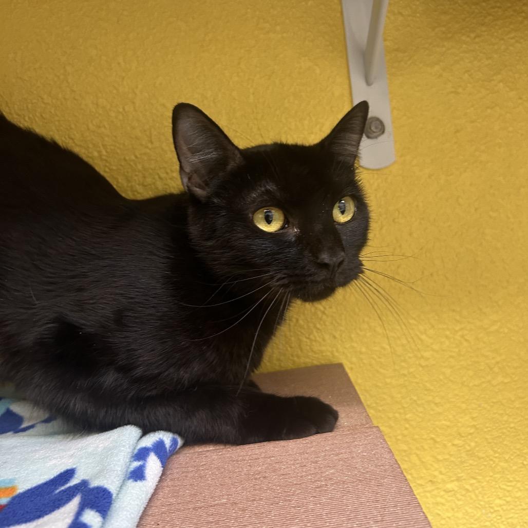 Enlarge Basmati, a Adoptable Domestic Short Hair in Fresno, CA image 5/5