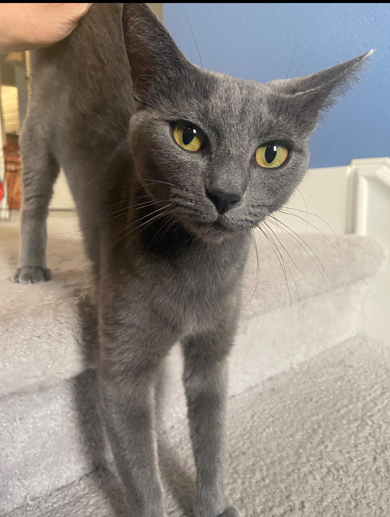 Kiana - sweet and gentle