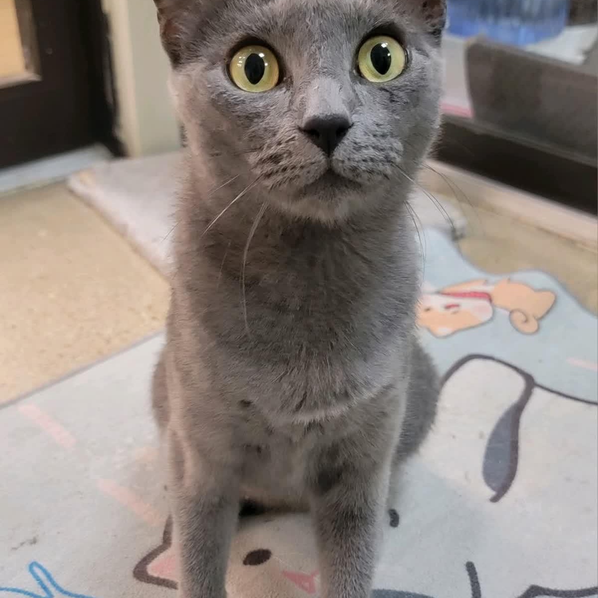 Kiana - sweet and gentle