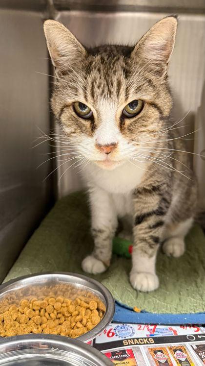 Enlarge Moose, a Adoptable mixed breed in Gray, LA image 1/1