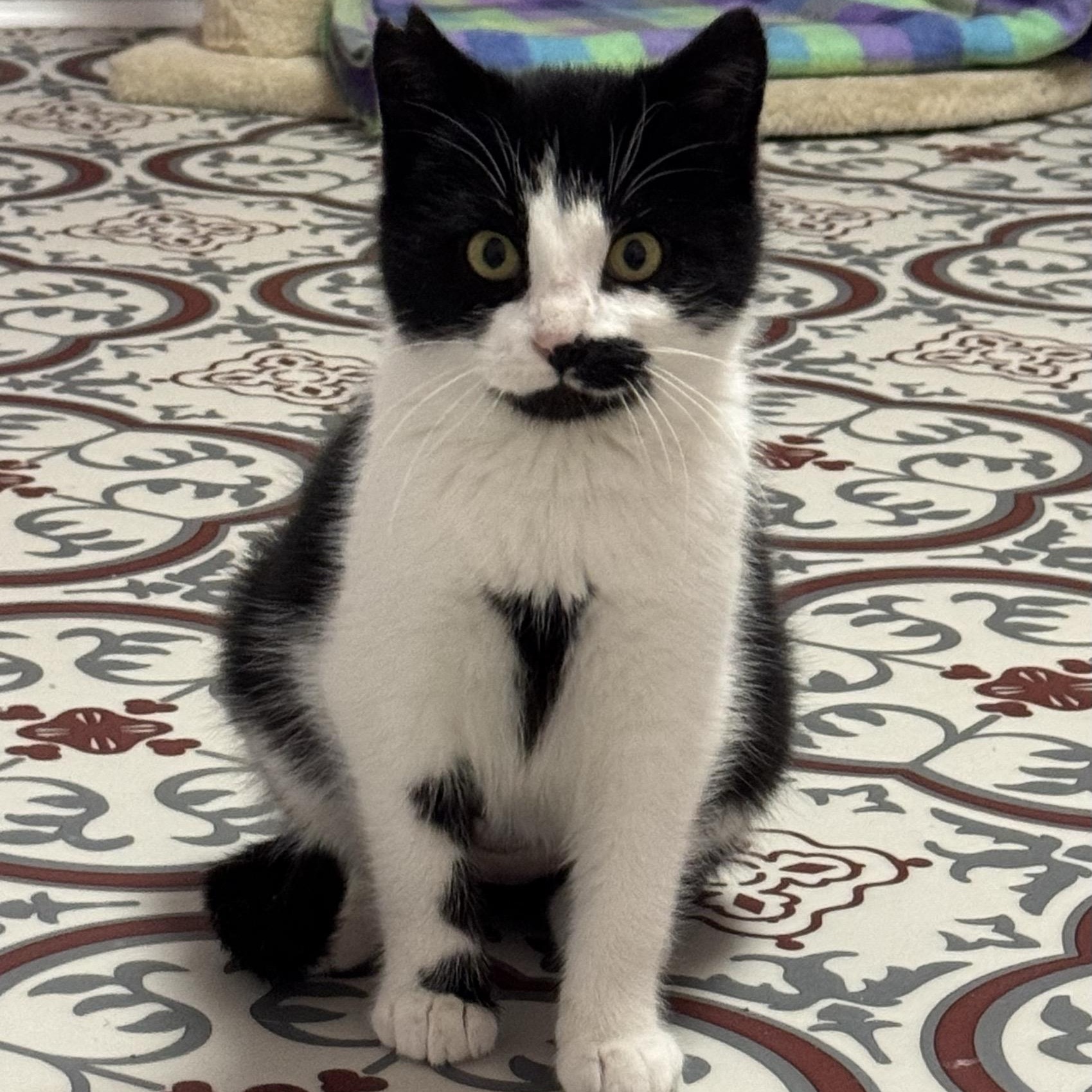 Enlarge Fera, an adopted mixed breed in Morris, MN image 1/3