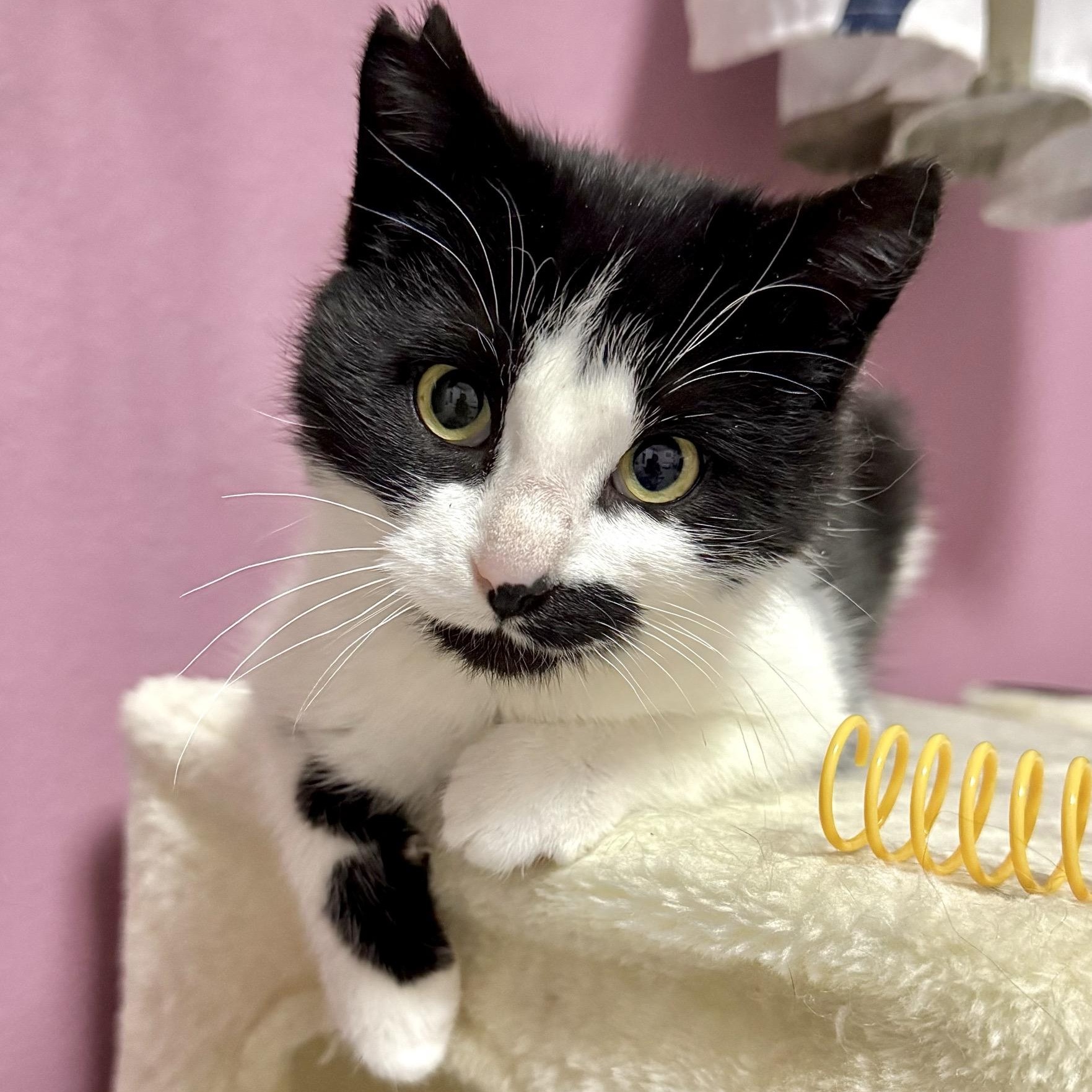 Enlarge Fera, an adopted mixed breed in Morris, MN image 2/3