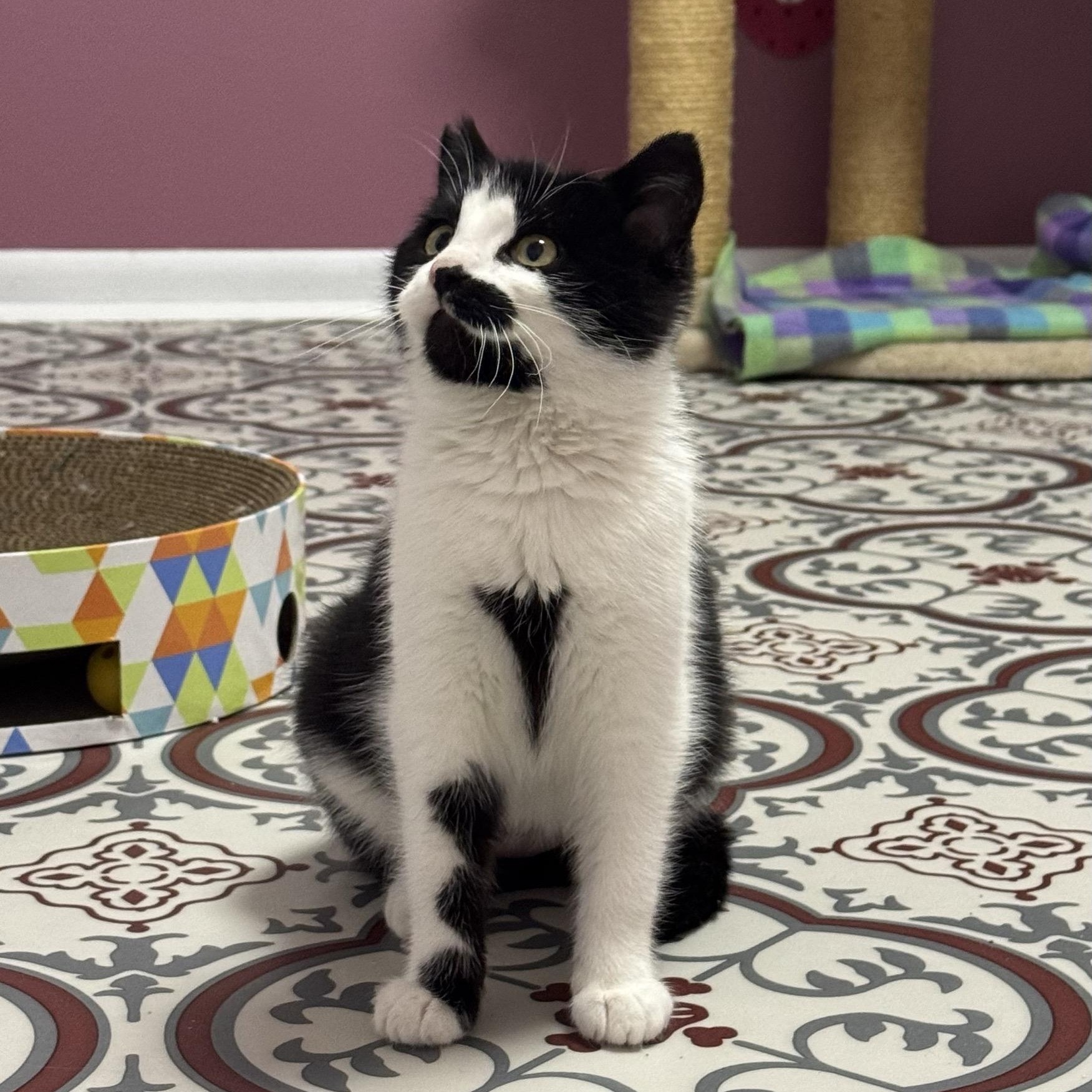 Enlarge Fera, an adopted mixed breed in Morris, MN image 3/3