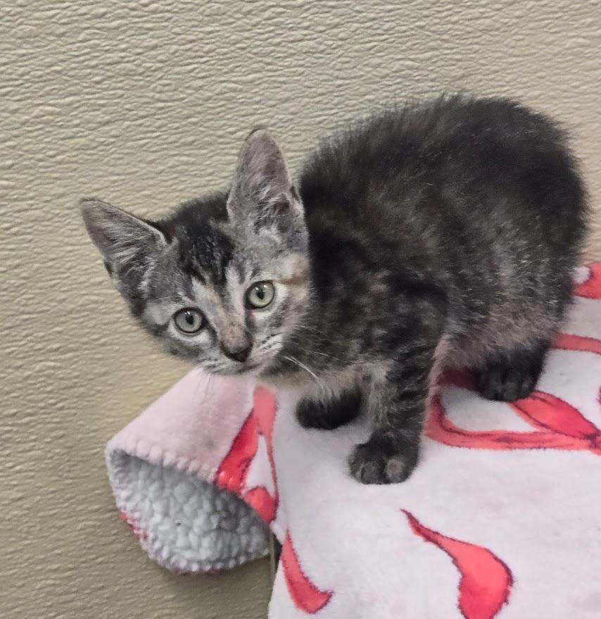 Pep, ADOPTABLE, Kitten Female Tabby.