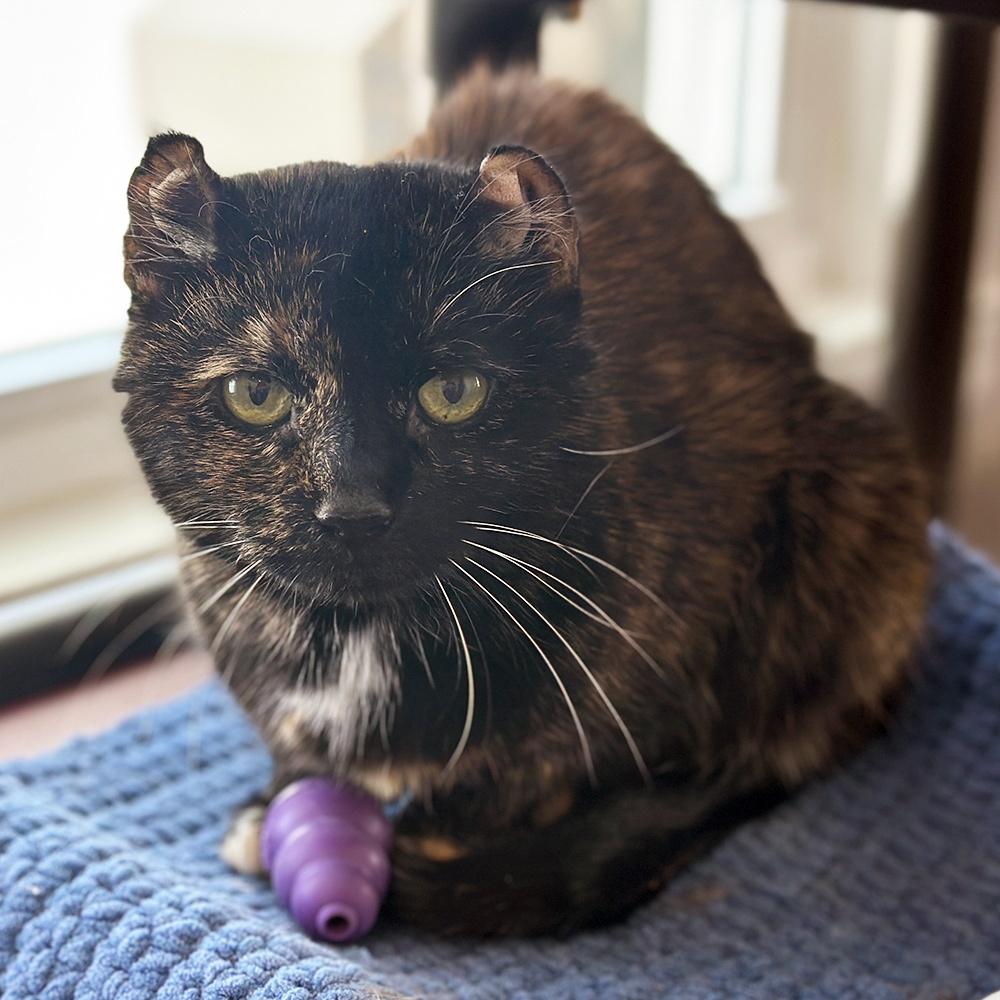 Pebbles, a Adoptable mixed breed in Port Washington, NY image 1/3