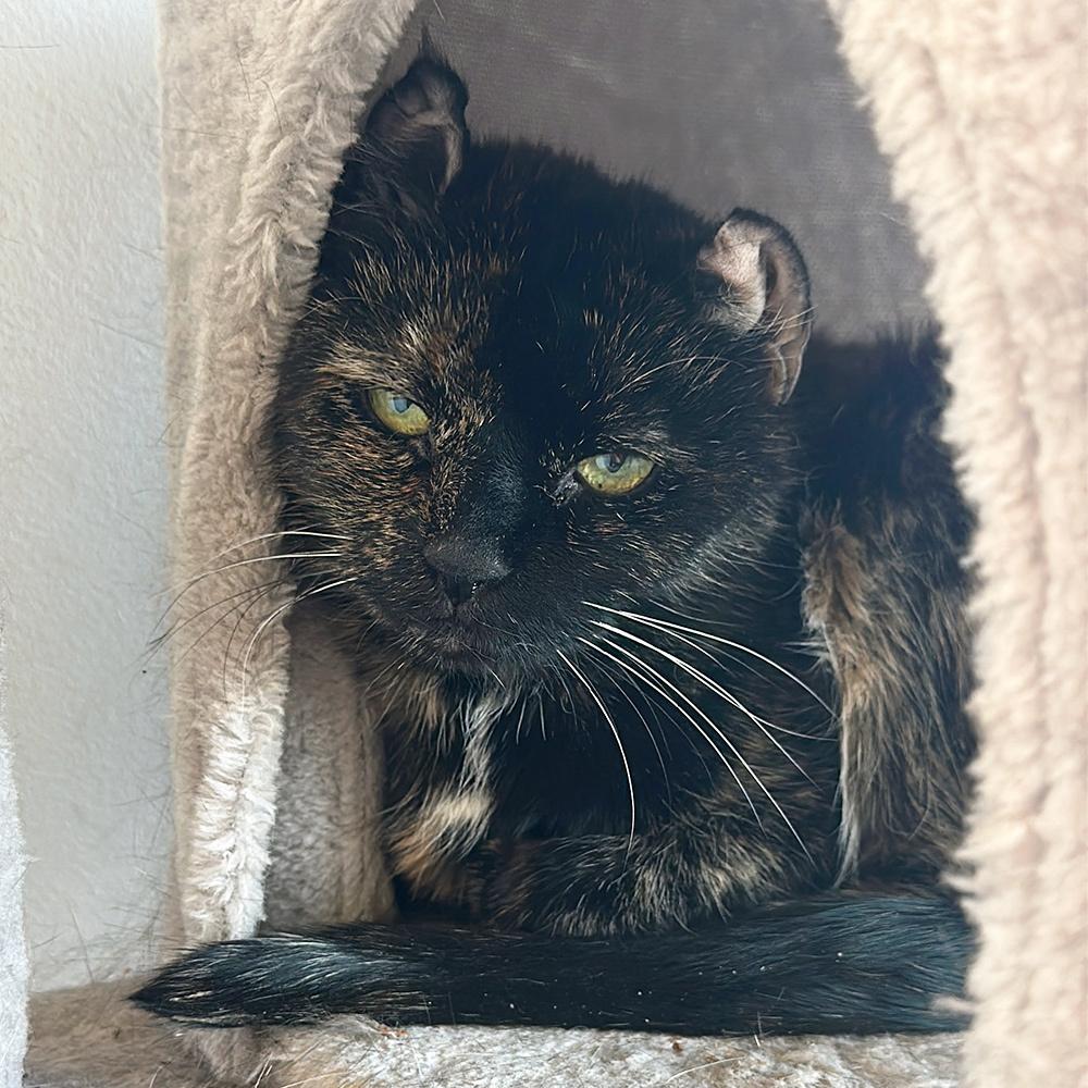 Pebbles, a Adoptable mixed breed in Port Washington, NY image 2/3