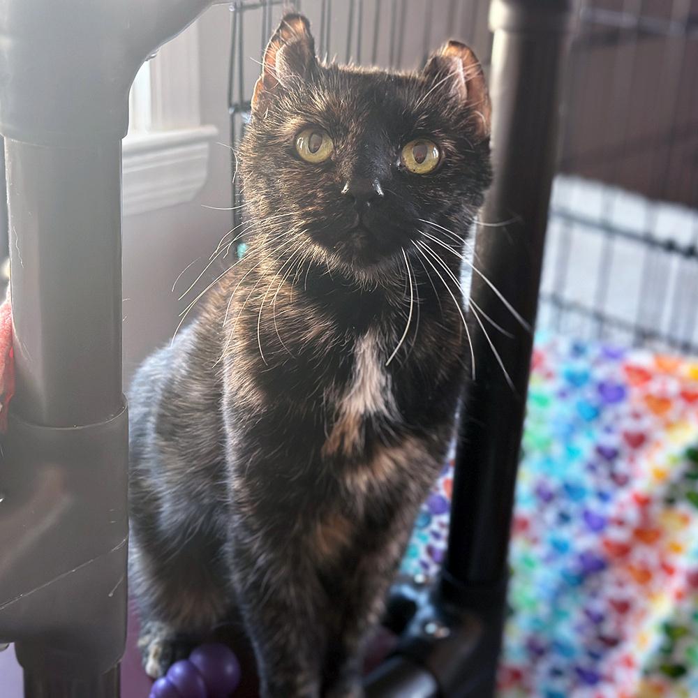 Pebbles, a Adoptable mixed breed in Port Washington, NY image 3/3