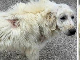 Winter, an adoptable Great Pyrenees in Claremont, NC image 2/2