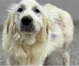 Winter, ADOPTABLE, Young Female Great Pyrenees.