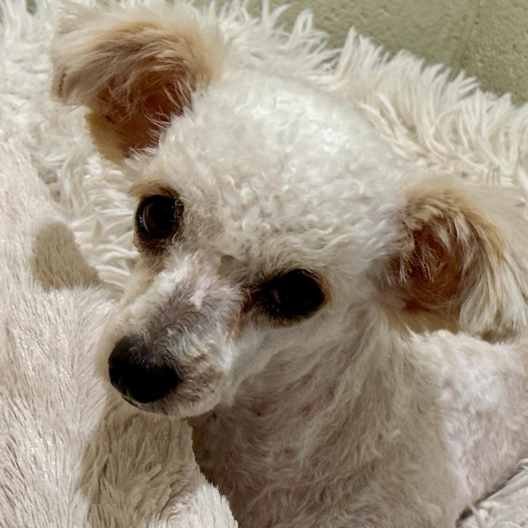 Margarita, adopted, Adult Female Miniature Poodle.