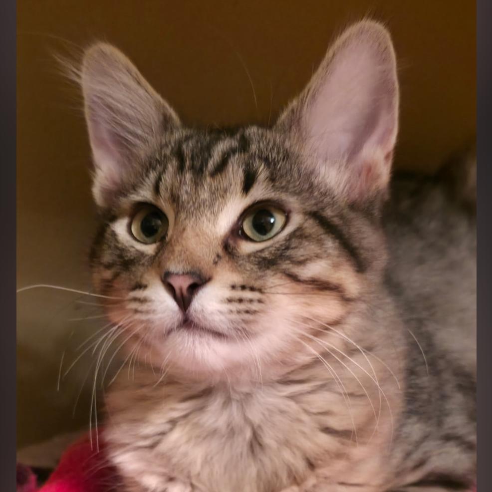 Milo, Adoptable, Kitten Male Domestic Short Hair.