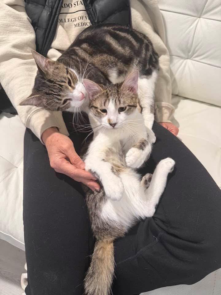 Enlarge Finn & Quinn, an adopted Tabby in Newark, NJ image 5/6